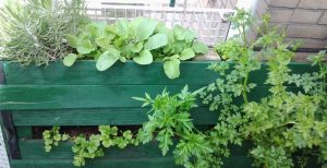 Heerlijke kruiden en groenten gekweekt op je eigen balkon